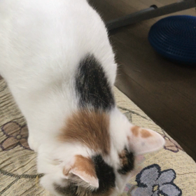 ハナちゃんの好きなおもちゃの画像