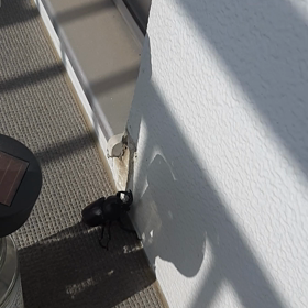 珍客！！！の画像