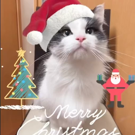メリークリスマス❗️の画像