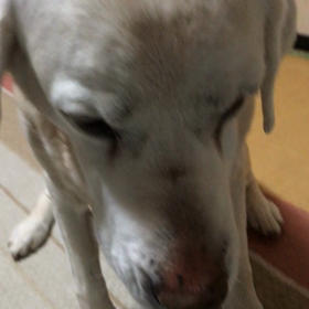 猫じゃらしを阻む甘えん坊の画像