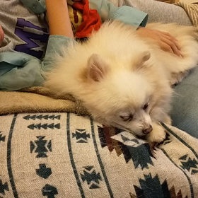 スヤスヤの画像