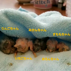 諸事情により巣上げしました…の画像