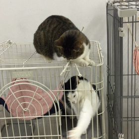 猫じゃらしの魅力の画像