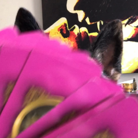 犬の占い cash reading the cardsの画像