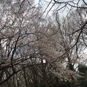 ♪お散歩動画♪代々木公園♪の画像