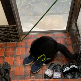 キックキックの画像