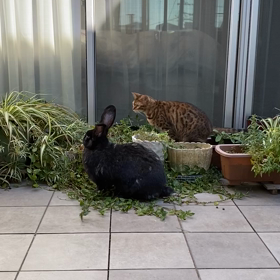 動物病院の休診日はの画像