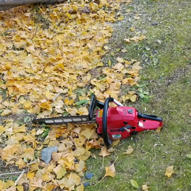 伸びすぎた★いちょうの木の画像