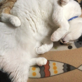 起きてるじゃん^_^の画像