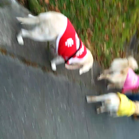 付いて行くよぉ～の画像