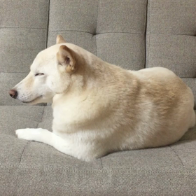 ウトウト…ゆきちゃん♥️の画像