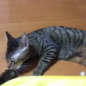 にゃたฅ(=･ω･=)ฅの画像