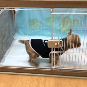 レオもそうなのよう。の画像