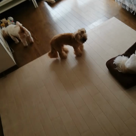 明らかに違う活気（笑）の画像