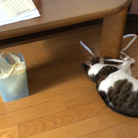 えー又？知らなかったよ！両面テープの紙大好きにゃ！の画像