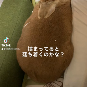 私の癒し②の画像