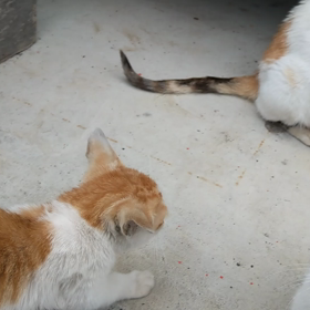 ちっちゃ３の画像