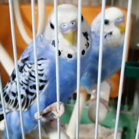 本日のいずやし。の画像