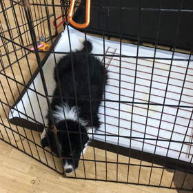 強くなったの画像