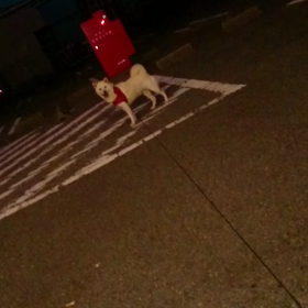 ももちゃん散歩(^-^)/の画像