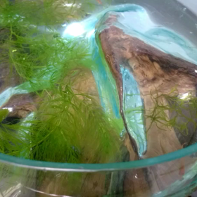 メダカ水槽水替えの画像