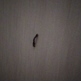 ★尺取ってます！★の画像