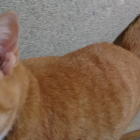 可愛いちゃとちゃんの画像