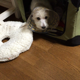 しゃべる クレア。の画像