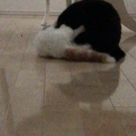 極悪ベビーの寝かし付けが大変の画像