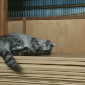 脳ミソばーぁーんの画像