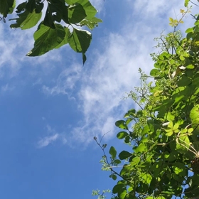 夏って感じの画像