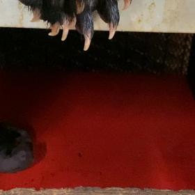 吉報ですの画像