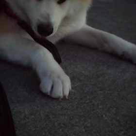 大晦日、2022年最終日無事に朝散歩終了＼(^o^)／‼️未来丸の成長と努力で飼い主は楽しく勇気の画像