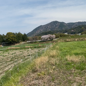 花見ドライブ中にの画像