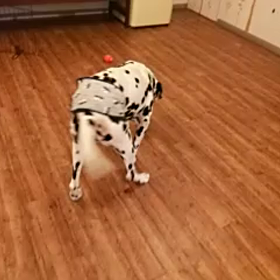 ノアくんの画像