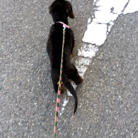 アミちゃん、マロンくんの画像