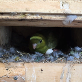 サザナミインコの画像