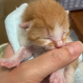 ミルクボランティア　4日目②の画像