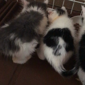 ゴマちゃんの近況 5月13日 7時30分の画像