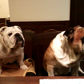 首振り♪ブルゞ(`')の画像