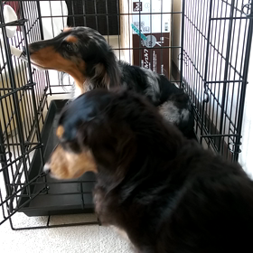 中に入れない…の画像