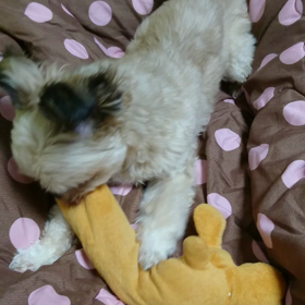 洗濯したのの画像