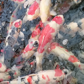 今朝の鯉の画像