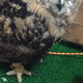 大ちゃんの声の画像