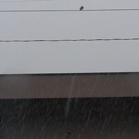 燕のシャワーの画像