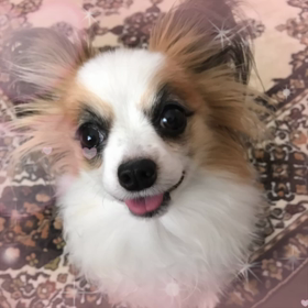 にゃはっ♪の画像