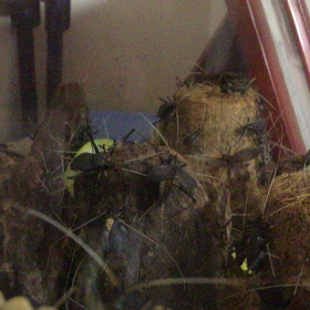 鈴虫の鳴き声ゲットの画像