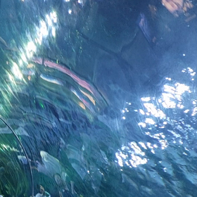 ほんとかウソかの画像