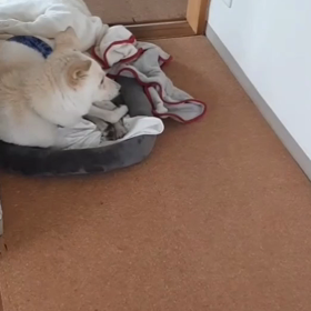 今日のシロくんの画像