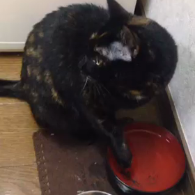 ごまにゃん の 日課の画像